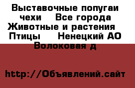 Выставочные попугаи чехи  - Все города Животные и растения » Птицы   . Ненецкий АО,Волоковая д.